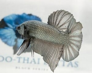 GIANT STEEL GREY MALE HMPK