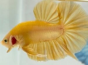 GIANT SUPER YELLOW MALE HMPK