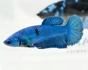 GIANT TURQUOISE FEMALE HMPK