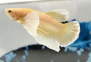 GOLD DUMBO ELEPHANT EAR MALE HMPK