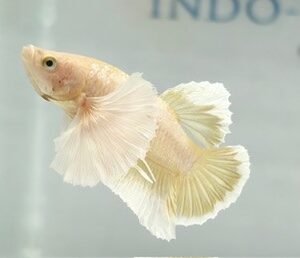 GOLD DUMBO ELEPHANT EAR MALE HMPK