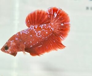 RED & PURPLE GALAXY MALE HMPK