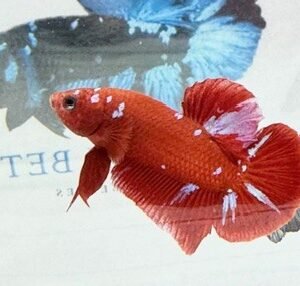 RED & PURPLE GALAXY MALE HMPK