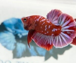 RED & PURPLE GALAXY MALE HMPK