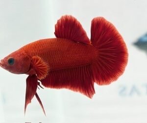 SUPER RED MALE HMPK
