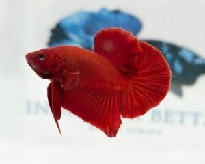 SUPER RED MALE HMPK