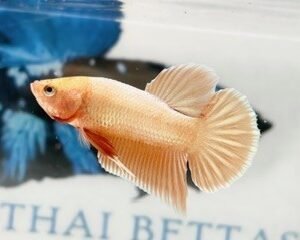 SOLID GOLD MALE HMPK