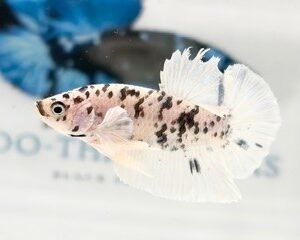 DALMATIAN MARBLE MALE HMPK