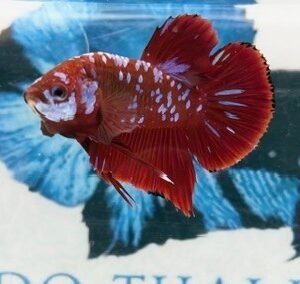 RED & PURPLE GALAXY MALE HMPK