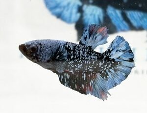 STARDUST MALE HMPK