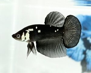 BLACK MAMBA MALE HMPK