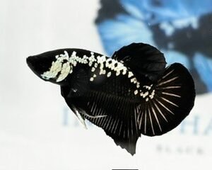BLACK MAMBA MALE HMPK