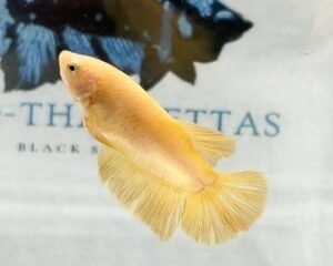 GIANT SUPER YELLOW FEMALE HMPK