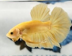 GIANT SUPER YELLOW MALE HMPK