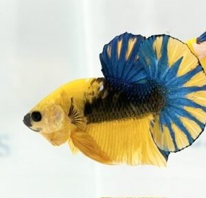 YELLOW HELLBOY MALE HMPK