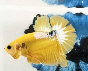 YELLOW HELLBOY MALE HMPK