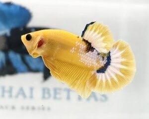 YELLOW HELLBOY MALE HMPK