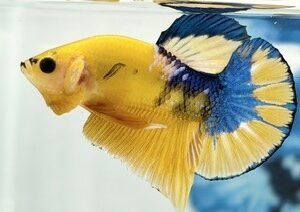 YELLOW HELLBOY MALE HMPK