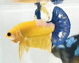 YELLOW HELLBOY MALE HMPK