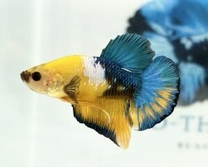 YELLOW HELLBOY MALE HMPK