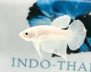 PLATINUM MALE HMPK