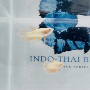 SOLID GOLD FEMALES HMPK