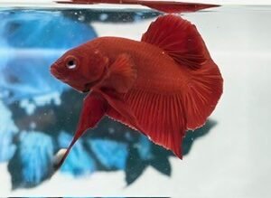 SOLID RED MALE HMPK