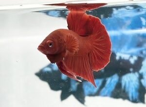 SOLID RED MALE HMPK