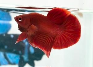 SOLID RED MALE HMPK