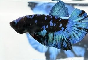 AVATAR MALE HMPK