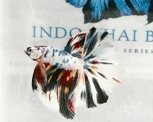 KOI MALE FANCY LONGFIN MULTICOLOUR