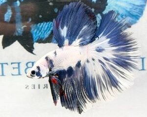 KOI MALE FANCY LONGFIN MULTICOLOUR