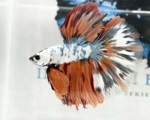 KOI MALE FANCY LONGFIN MULTICOLOUR
