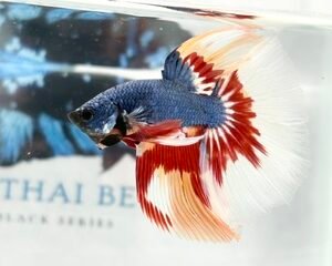 KOI MALE FANCY LONGFIN MULTICOLOUR