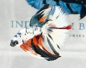 KOI MALE FANCY LONGFIN MULTICOLOUR