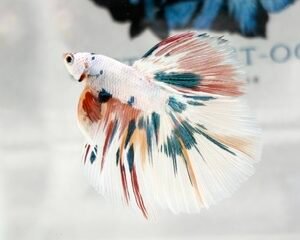 KOI MALE FANCY LONGFIN MULTICOLOUR