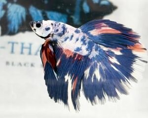 KOI MALE FANCY LONGFIN MULTICOLOUR