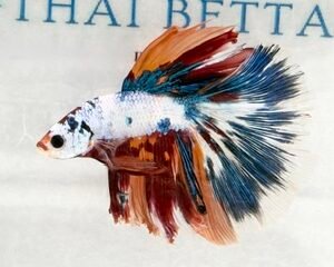 KOI MALE FANCY LONGFIN MULTICOLOUR