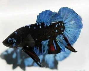 GIANT AVATAR MALE HMPK