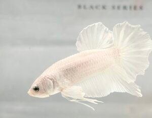 GIANT PLATINUM MALE HMPK