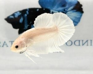 GIANT PLATINUM MALE HMPK