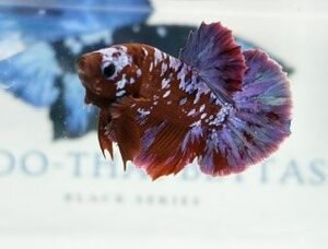 RED & PURPLE GALAXY MALE HMPK