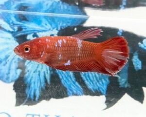RED & PURPLE GALAXY FEMALE HMPK
