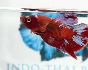 RED & PURPLE GALAXY MALE HMPK