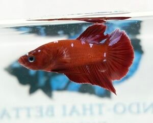 RED & PURPLE GALAXY MALE HMPK