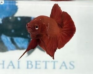 SOLID RED MALE HMPK
