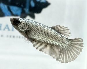GIANT STEEL GREY FEMALE HMPK