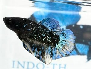 AVATAR STARDUST MALE HMPK