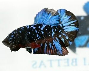 AVATAR STARDUST MALE HMPK