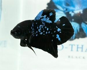 AVATAR STARDUST MALE HMPK